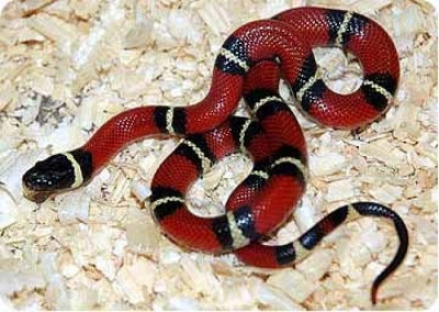 Синалойская королевская змея (Lampropeltis triangulum sinaloae)
